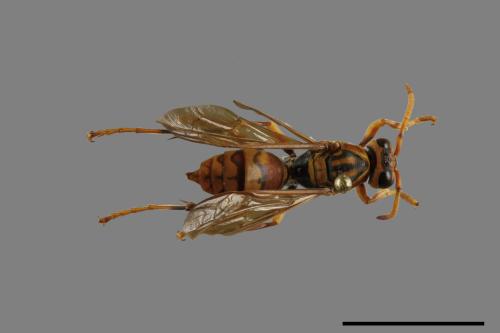 Polistes jokahamae[果馬蜂][00100099]