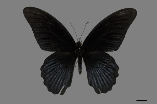 Papilio memnon heronus[大鳳蝶][00101961]