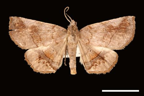 Pangrapta plumbilineata[00007891]