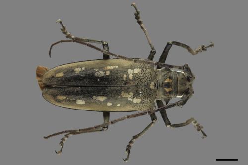 Batocera davidis[大衛大天牛(大白條天牛)][00080849]