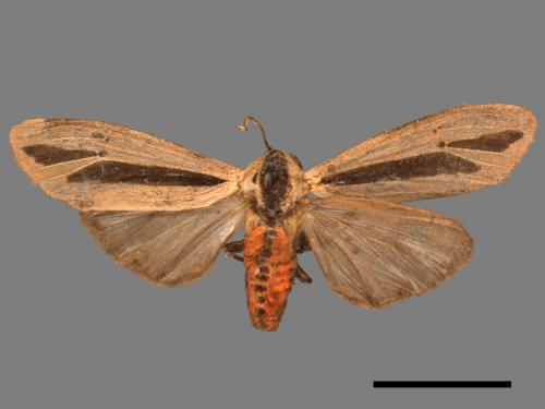 Creatonotos gangis[黑條灰燈蛾][00023262]