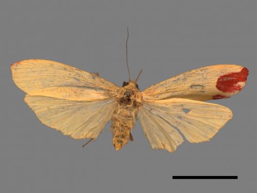 Eilema magnata[巨土苔蛾][00052773]