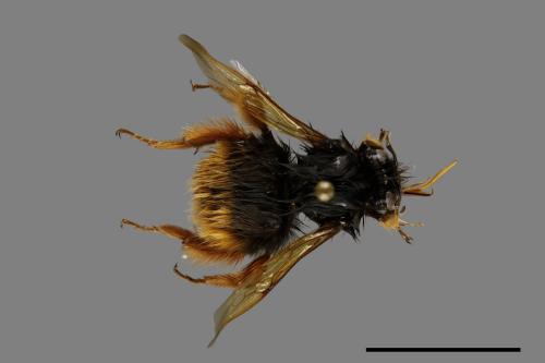 Bombus flavescens[黃色熊蜂][00100898]