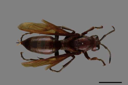 Polistes gigas[巨長腳蜂][00074312]