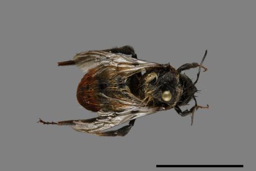 Bombus formosellus[信義熊蜂][00072318]
