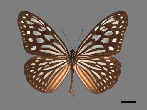 Ideopsis similis[琉球青斑蝶][00026741]