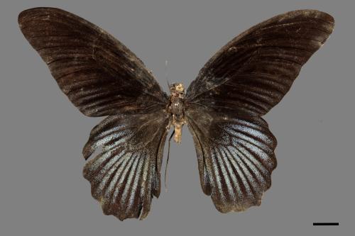 Papilio memnon heronus[大鳳蝶][00014114]