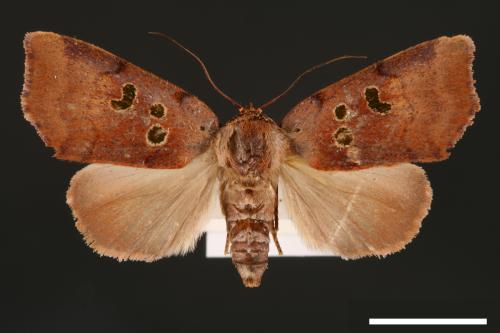 Carea trimacula[00004567]
