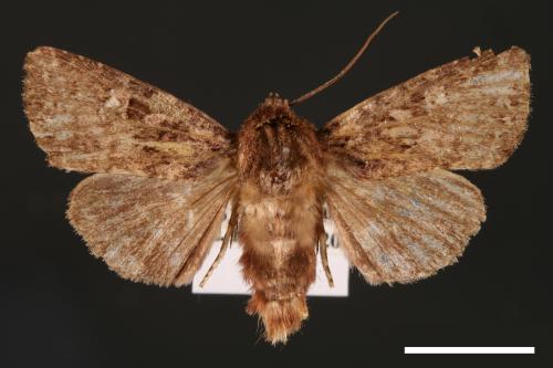 Feliniopsis tripunctata[00002233]