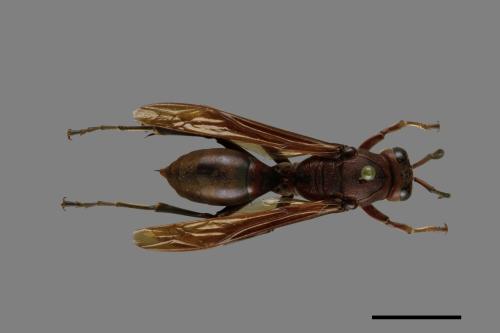 Polistes tenebricosus[赭褐長腳蜂][00074400]