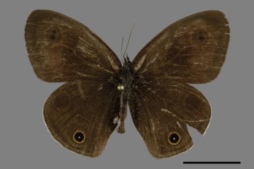 Ypthima multistriata[臺灣波紋蛇目蝶][00094055]