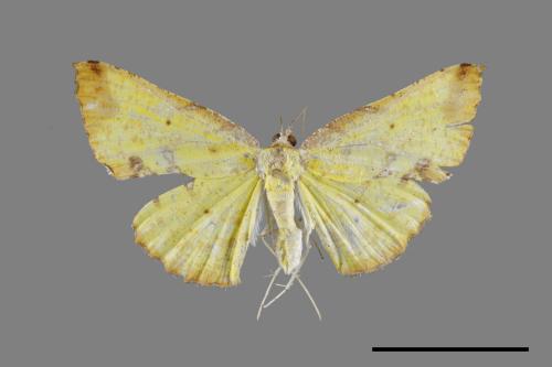 Corymica spatiosa[細紋圓窗黃尺蛾][00071479]