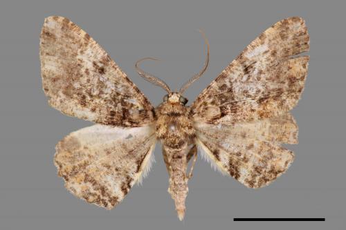 Alcis taiwanovariegata[暗黃斑霜尺蛾][00056737]
