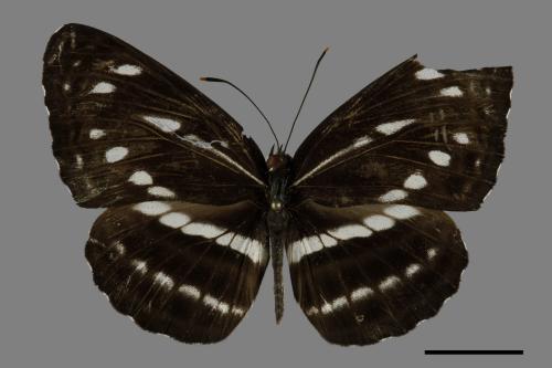 Neptis nata lutatia[臺灣三線蝶][00101365]