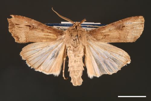 Agrotis ipsilon[小地老虎][00000665]