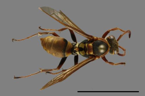 Polistes takasagonus[雙斑長腳蜂][00117638]