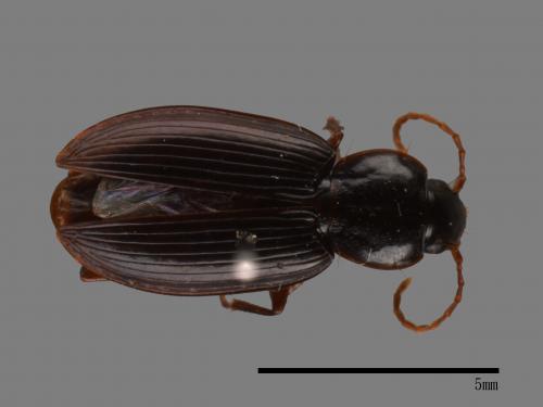 <已分類>Family：Carabidae[步行蟲科][00081986]