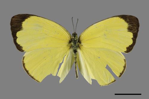 Eurema blanda arsakia[臺灣黃蝶][00101605]