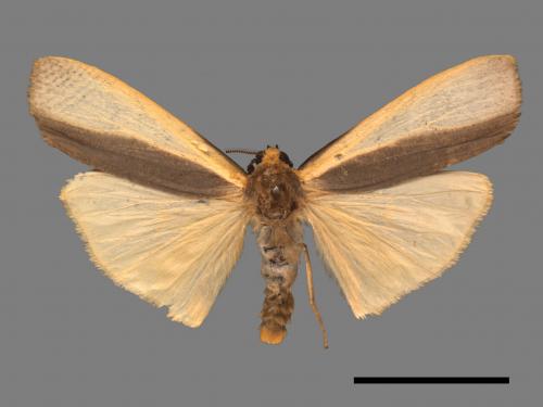 Agylla divisa[梯雙分華苔蛾][00058211]