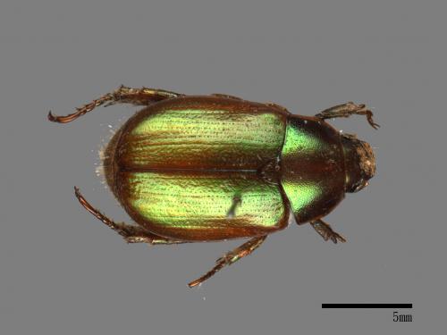 <已分類>Family：Scarabaeidae[金龜子科][00080016]