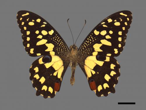 Papilio demoleus[無尾鳳蝶][00013745]