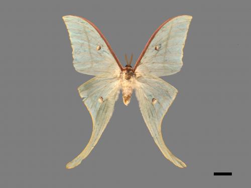 Actias selene ningpoana[長尾水青蛾][00016351]