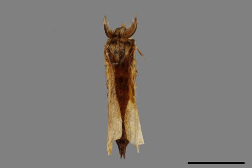 Lymantria mathura subpallida[波斑毒蛾][00058578]