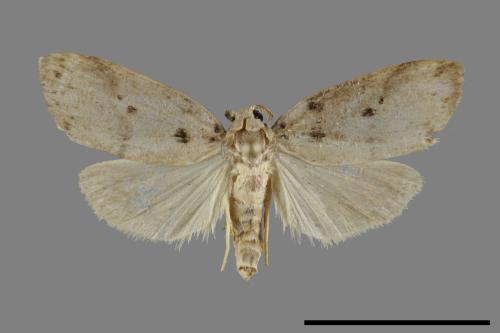 Eugoa grisea[雙點良苔蛾][00092734]