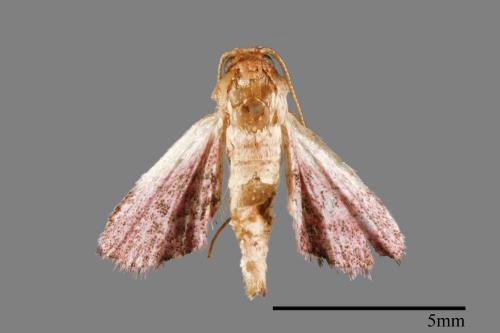 <已分類>Family：Pyralidae[螟蛾科][00042371]