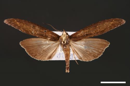 Lophoptera longipennis[00003867]