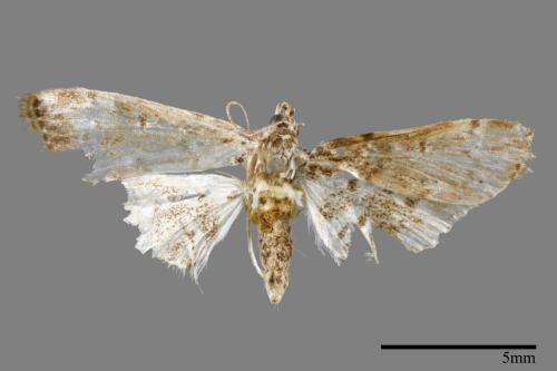 <已分類>Family：Crambidae[草螟科][00022701]