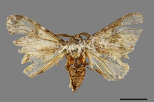Lymantria mathura subpallida[波斑毒蛾][00058585]