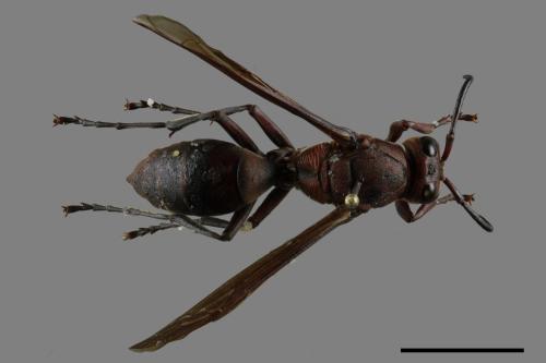 Polistes tenebricosus[赭褐長腳蜂][00117538]