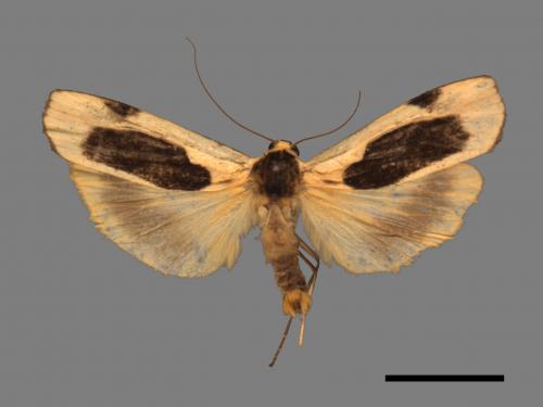 Thysanoptyx incurvata[長斑土苔蛾][00039504]