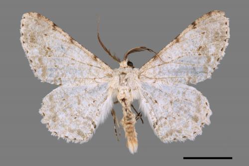 Lassaba parvalbidaria parvalbidaria[污雪雙斑尺蛾][00042801]