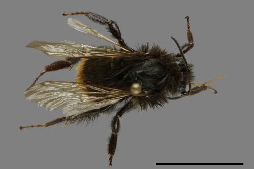 Bombus trifasciatus[威氏熊蜂][00116206]