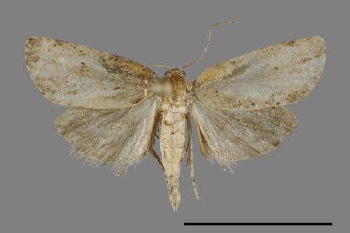 <已分類>Family：Crambidae[草螟科][00093134]