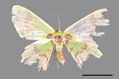 Agathia diversiformis[短尾艷青尺蛾][00089908]