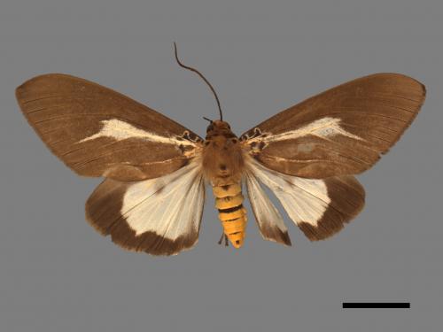 Asota heliconia zebrina[圓端擬燈蛾][00055265]
