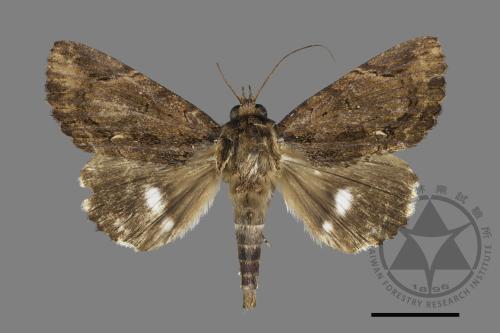 <已分類>Family：Noctuidae[夜蛾科][00032464]