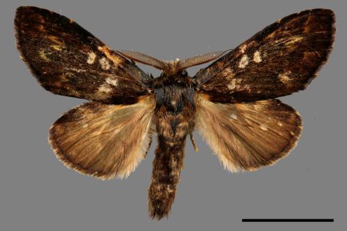 Syntypistis cyanea[青胯白舟蛾][00058595]