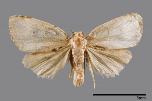 <已分類>Family：Noctuidae[夜蛾科][00008407]