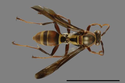 Polistes stigma[00119387]