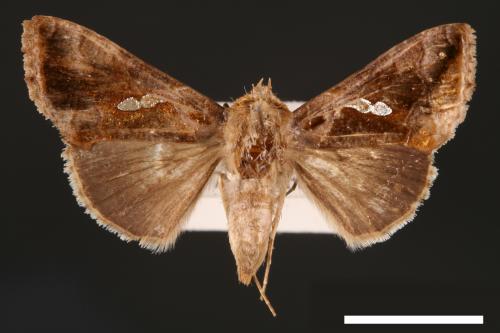 Chrysodeixis eriosoma[南方錁夜蛾][00003463]