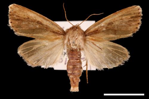 Nonagria nigropunctata[00002671]