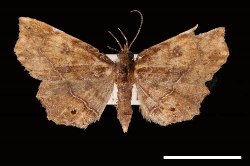 Eutrogia morosa[00007511]