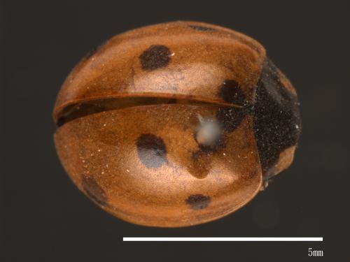 Coccinella septempunctata[七星瓢蟲][00084985]