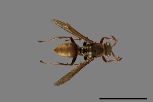 Polistes takasagonus[雙斑長腳蜂][00100293]