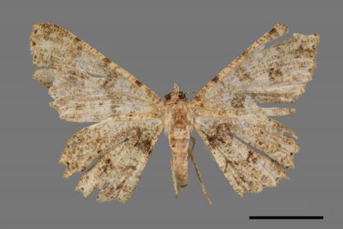 Paradarisa comparataria rantaizanensis[小橄欖花尺蛾][00039509]