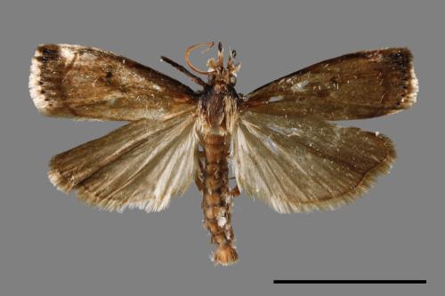 <已分類>Family：Pyralidae[螟蛾科][00056537]